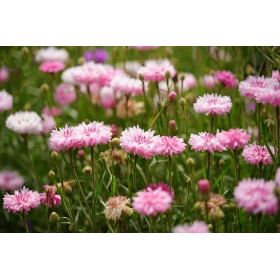 Centaurée barbeau variée ( bleuet)  2