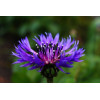 Centaurée barbeau variée ( bleuet) 