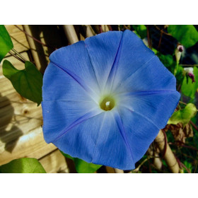 Ipomée volubilis bleu ciel 