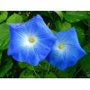 Ipomée volubilis bleu ciel 