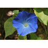 Ipomée volubilis bleu ciel 