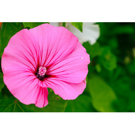 Lavatère à grande fleur varié  2