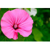 Lavatère à grande fleur varié 