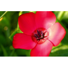 Lin rouge à grande fleur 