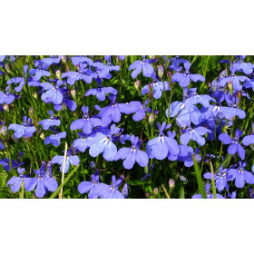 Lobélia nain crystal palace 