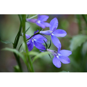 Lobélia nain crystal palace  2