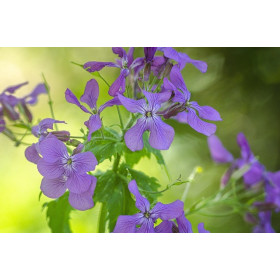 Lunaire monnaie du pape  2