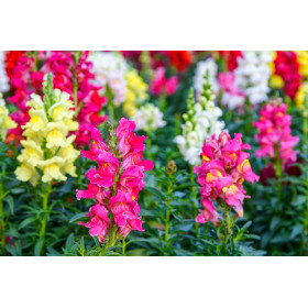 Muflier maximum varié 