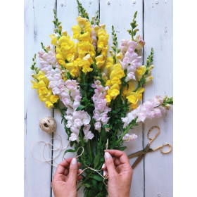 Muflier maximum varié  2