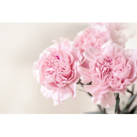 Œillet chabaud géant varié 