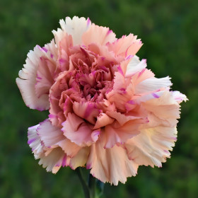 Œillet chabaud géant varié  2