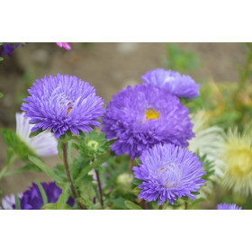 Reine-marguerite beauté d'Amérique varié 