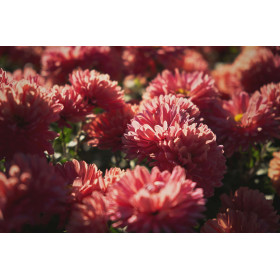 Reine-marguerite beauté d'Amérique varié  2