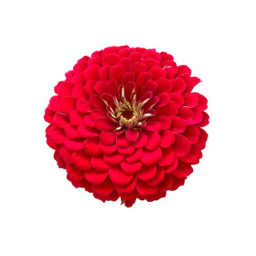 Zinnia nain fleur de pompon varié  2