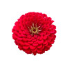 Zinnia nain fleur de pompon varié 
