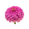 Zinnia nain fleur de pompon varié 