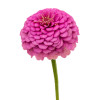 Zinnia nain fleur de pompon varié 