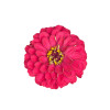 Zinnia nain fleur de pompon varié 