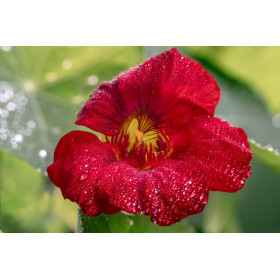 Capucine naine rouge des Indes 