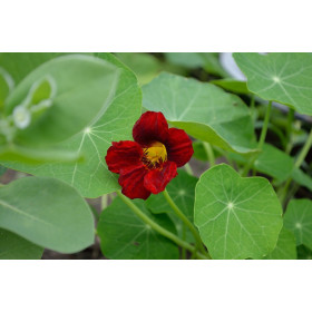Capucine naine rouge des Indes  2