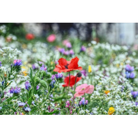 Mélange de fleurs répulsives doryphores 