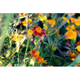 Mélange de fleurs répulsives pucerons 