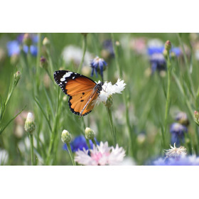 Mélange de fleurs répulsives pucerons  2