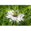 Nigelle de Damas blanche 