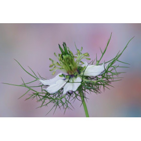 Nigelle de Damas blanche  2