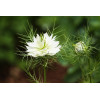Nigelle de Damas blanche 