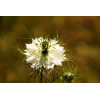 Nigelle de Damas blanche 