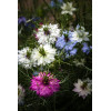Nigelle de Damas blanche 