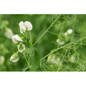 Pois de senteur spencer blanc 