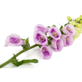 Digitale excelsior variée 