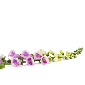 Digitale excelsior variée  2