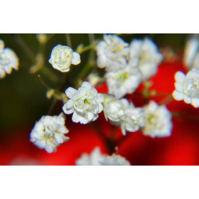 Gypsophile paniculata simple blanc     2