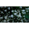 Gypsophile paniculata simple blanc    