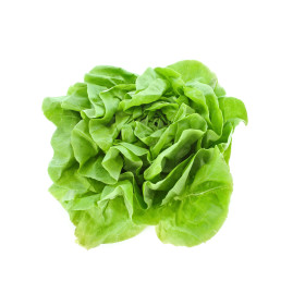 Laitue d'hiver passion blonde 