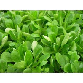 Mâche à grosse graines de Hollande  2