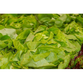 Laitue de printemps reine de mai 