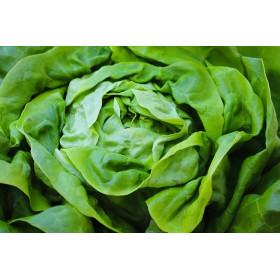 Laitue de printemps reine de mai  2