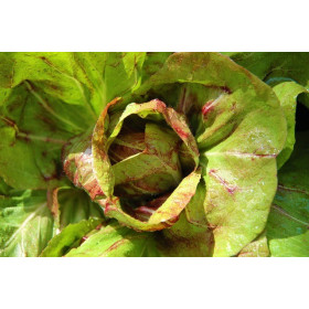 Laitue romaine Forellenschluss 