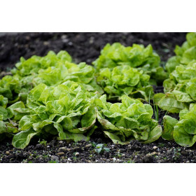 Laitue zwart duits " passe partout" 