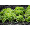 Laitue zwart duits " passe partout" 