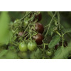 Tomate cerise black cherry 