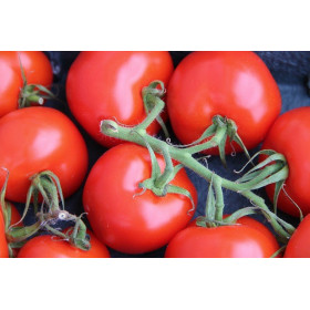 Tomate hybride Fandango 