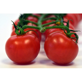 Tomate hybride Fandango  2