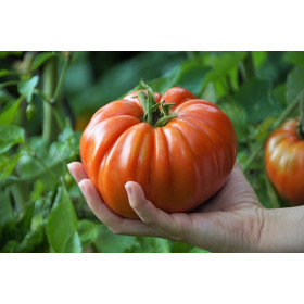 Tomate hybride Gigantomo F1 