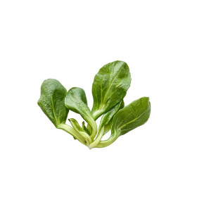 Graines de Mâche ronde verte à cœur plein  | Graines de Style 2