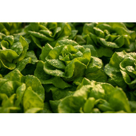 Graines de Laitue romaine Craquerelle du Midi | Graines de Style